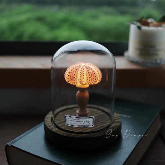 ✨New arrival alert!⏳Sea urchin Conch lamp🐚Christmas gifts 🌲