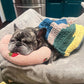 🎁2025 New Year Sale 49% OFF🎁Calming Pillow - Soothe Anxious Pets