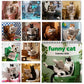 🗓️Christmas Sale 50% OFF😻2026 Funny Cat Calendar